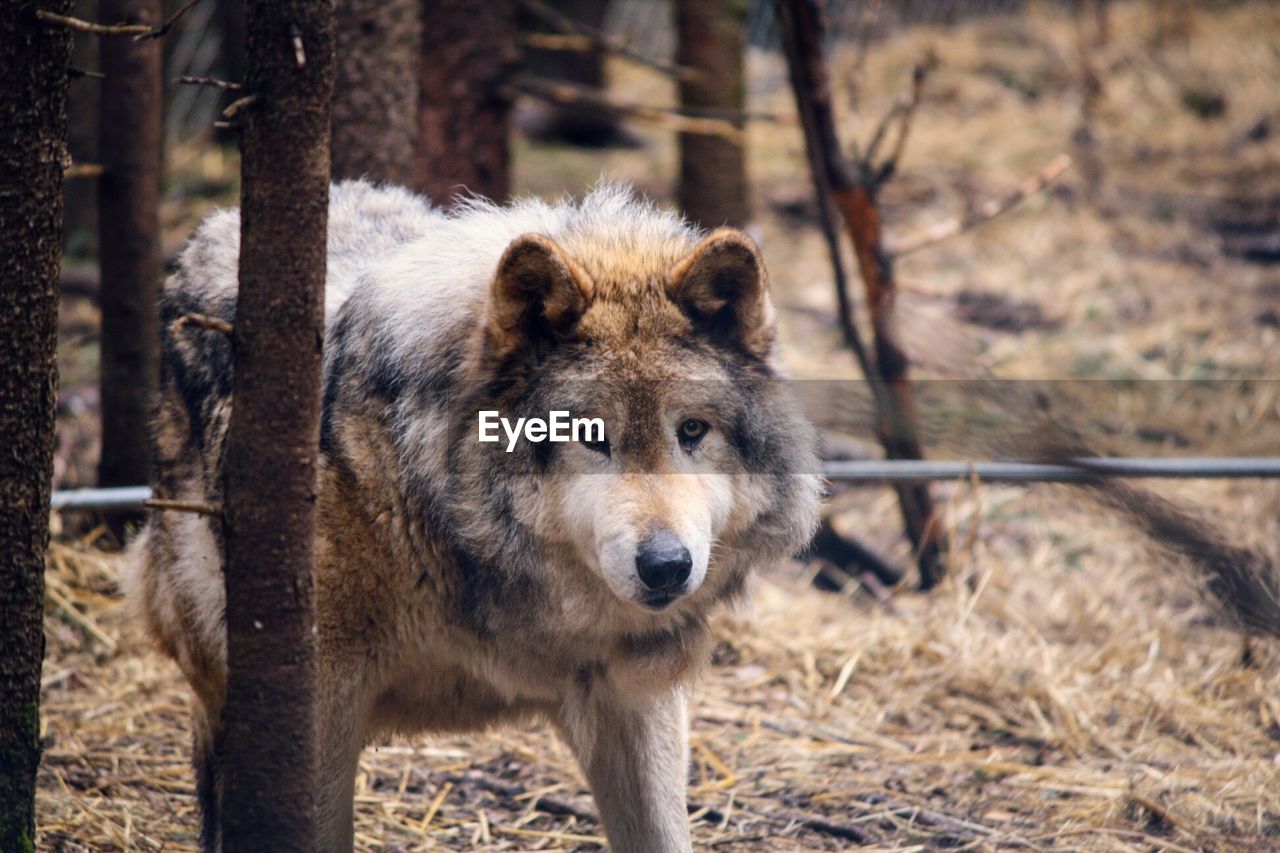 Wolf walking on field