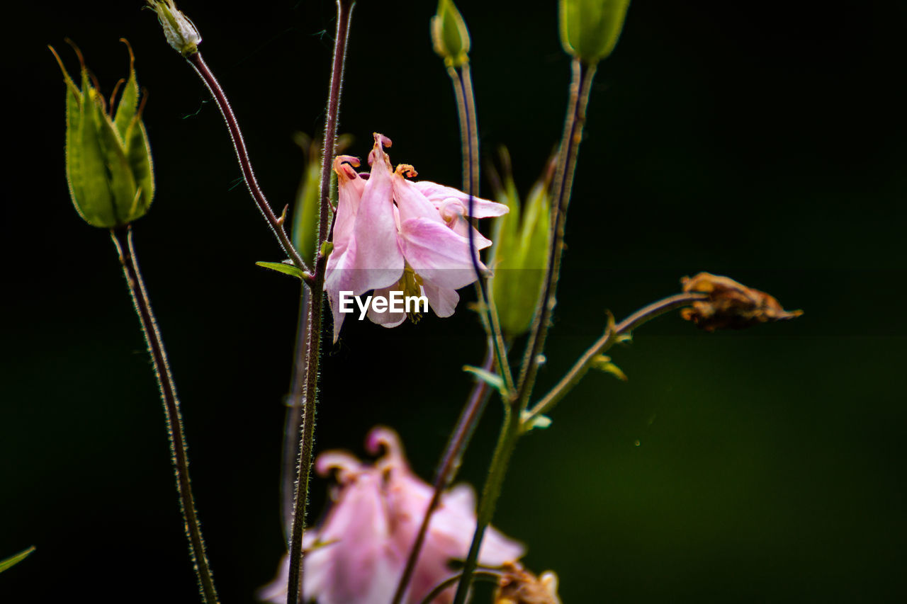 CLOSE-UP OF PINK ROSE FLOWERS