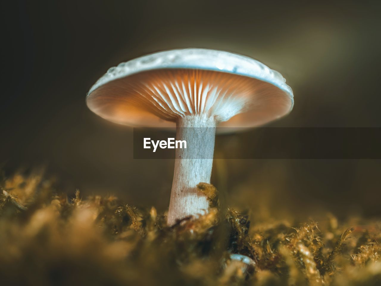 Close-up of mushroom on field