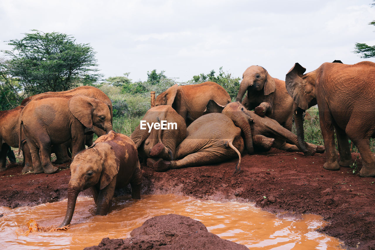 Elephants standing on muddy land against sky