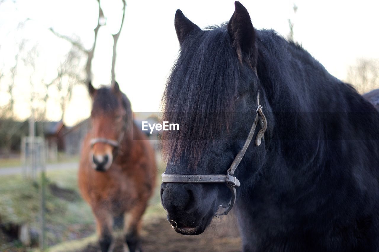 CLOSE-UP OF HORSES