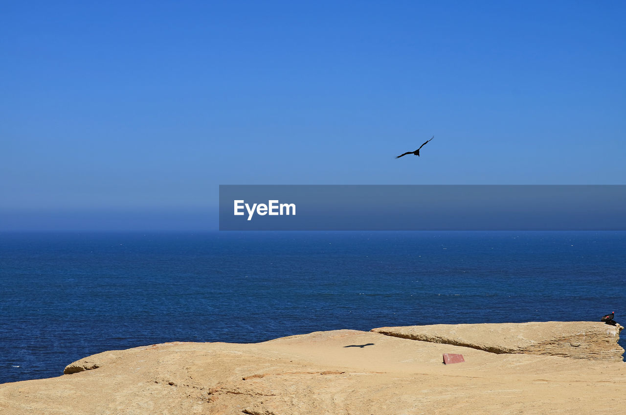 Wild bird flying and two others perching on the cliff at paracas national reserve in ica, peru