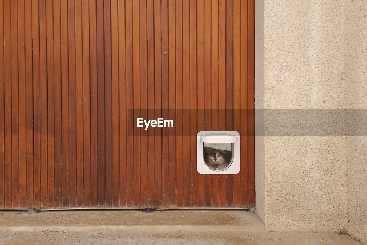 Cat looking through window on wooden wall