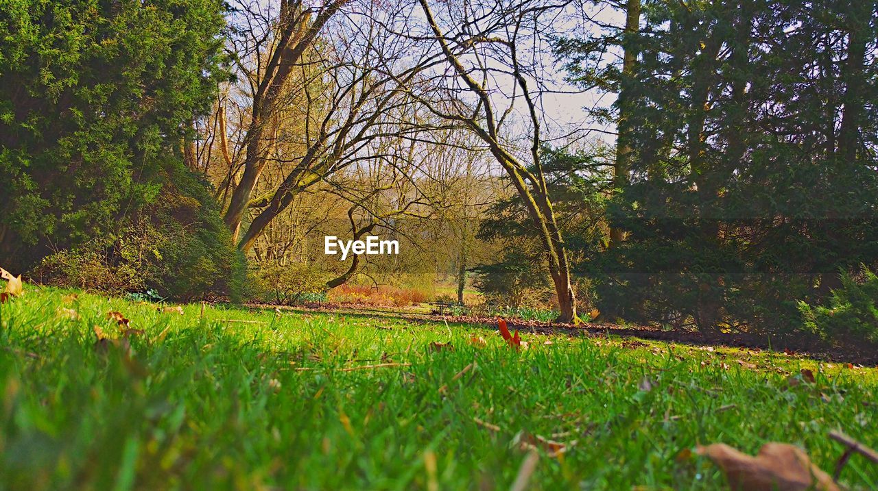 TREES GROWING IN A PARK