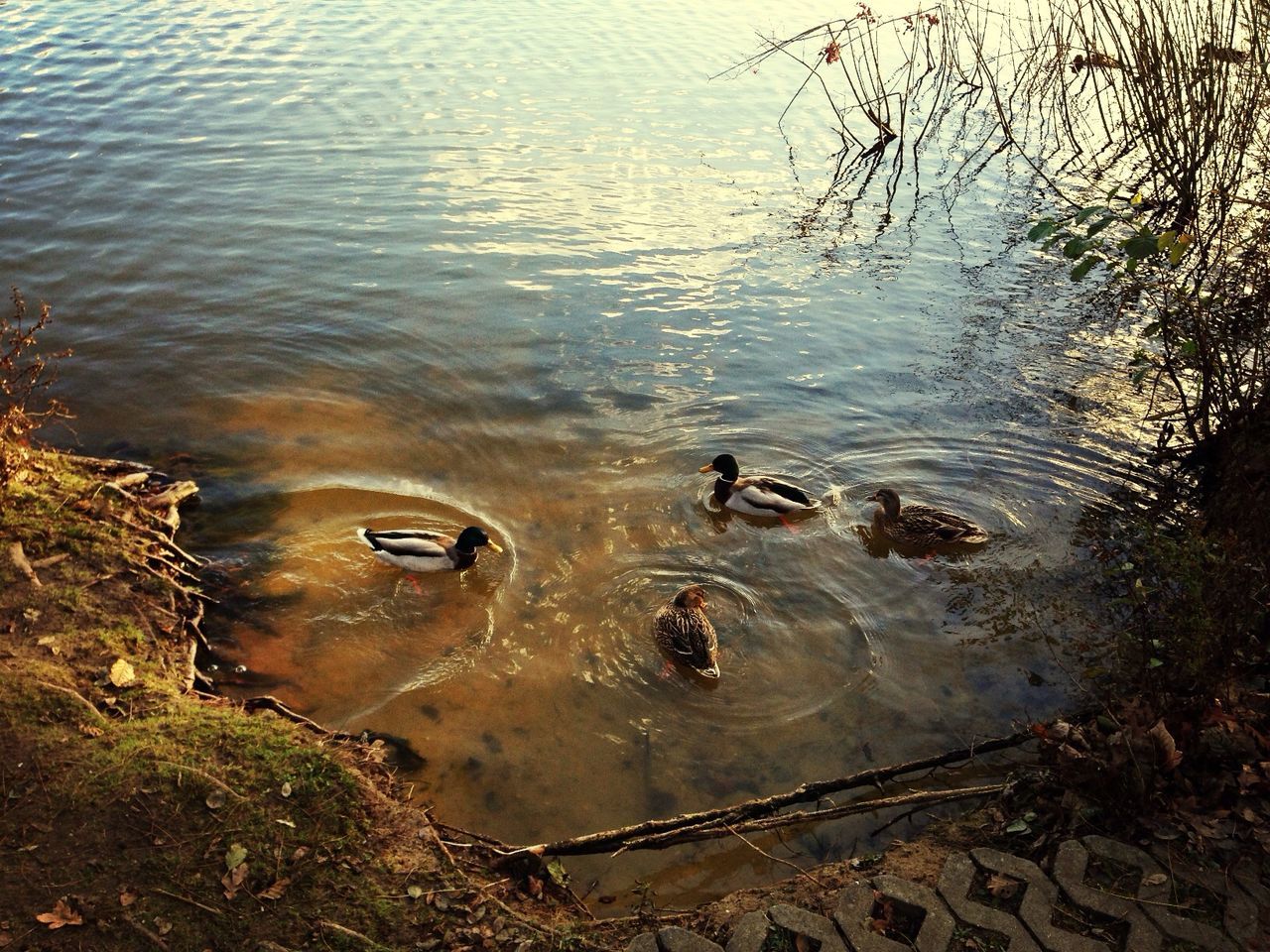 DUCKS SWIMMING IN LAKE