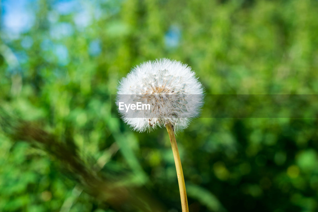 Close-up of dandelion against blurred background