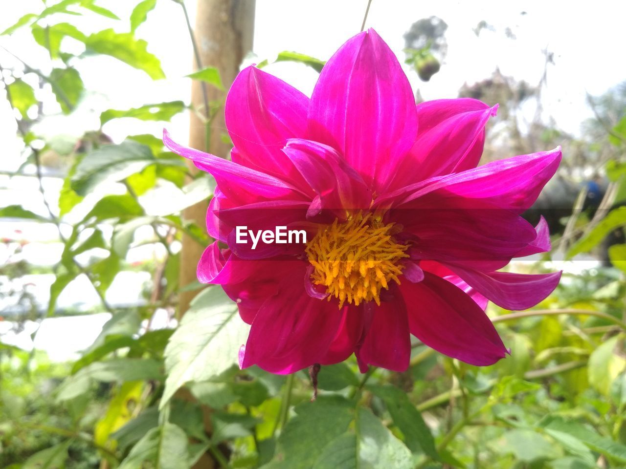 CLOSE-UP OF PINK FLOWERING PLANTS