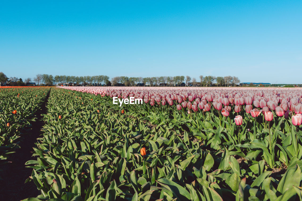 scenic view of field against clear sky