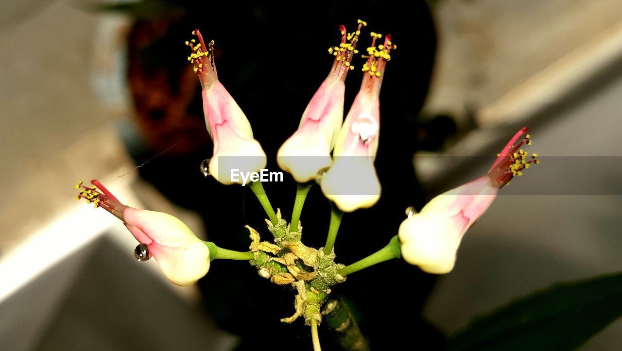 CLOSE-UP OF FLOWERS AND BLURRED BACKGROUND