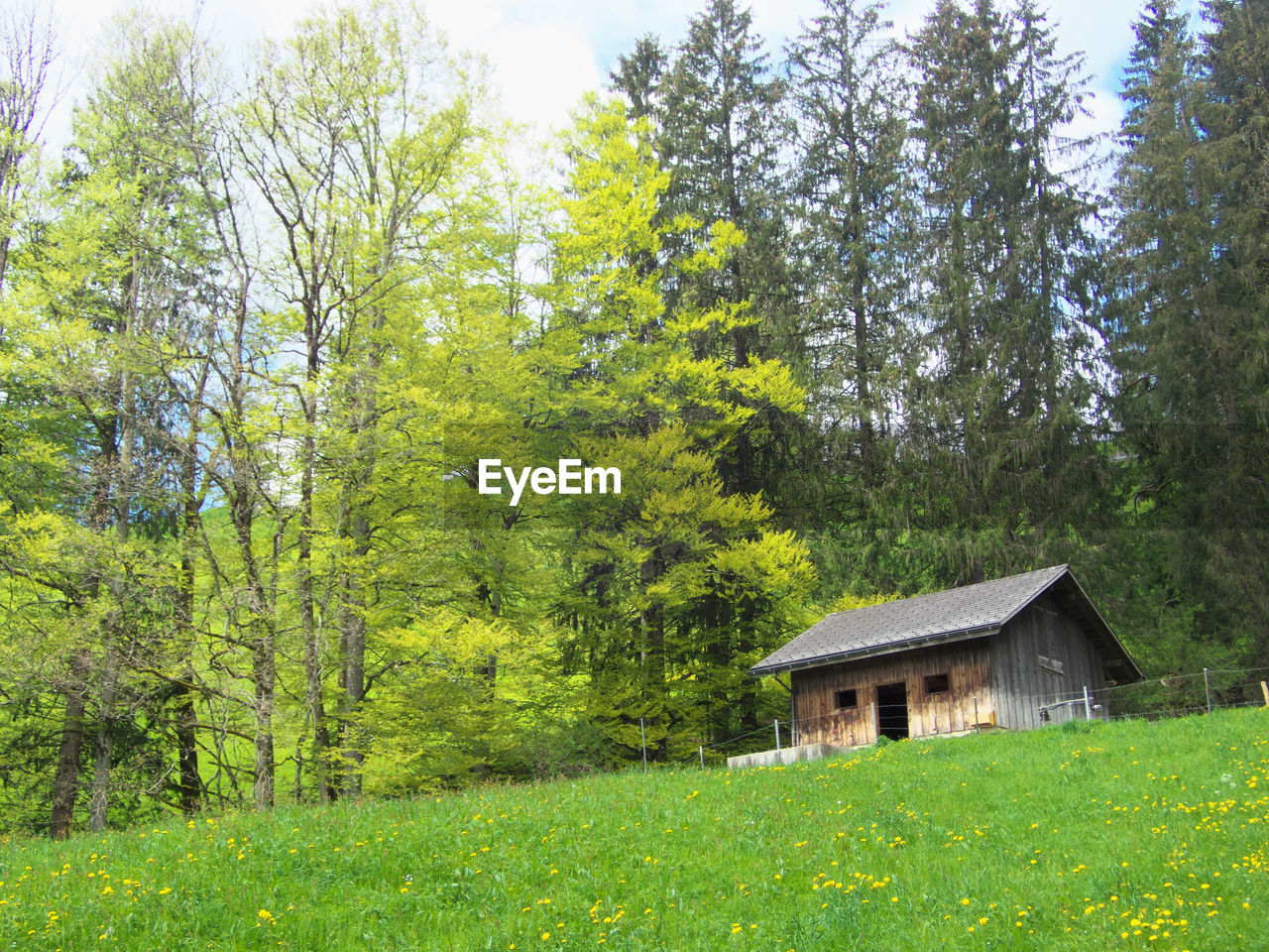 House amidst trees and plants in forest