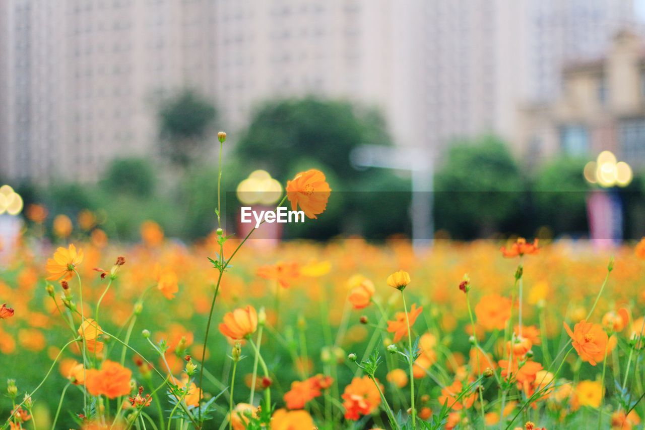 Orange cosmos flower blooming outdoors