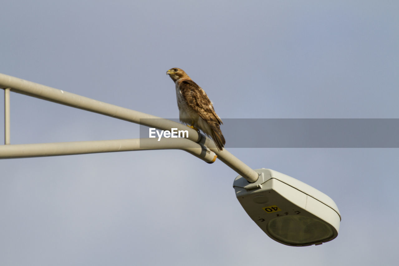 LOW ANGLE VIEW OF BIRD PERCHING ON CABLE