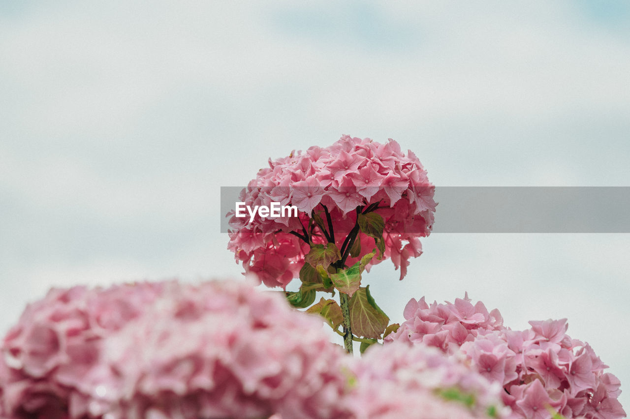 CLOSE-UP OF PINK ROSE FLOWERS