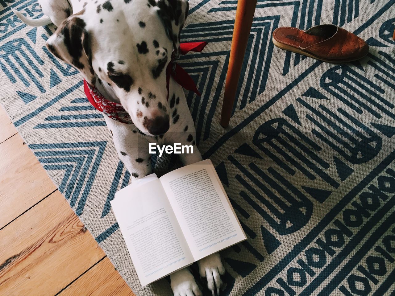 High angle view of dalmatian with book resting on carpet