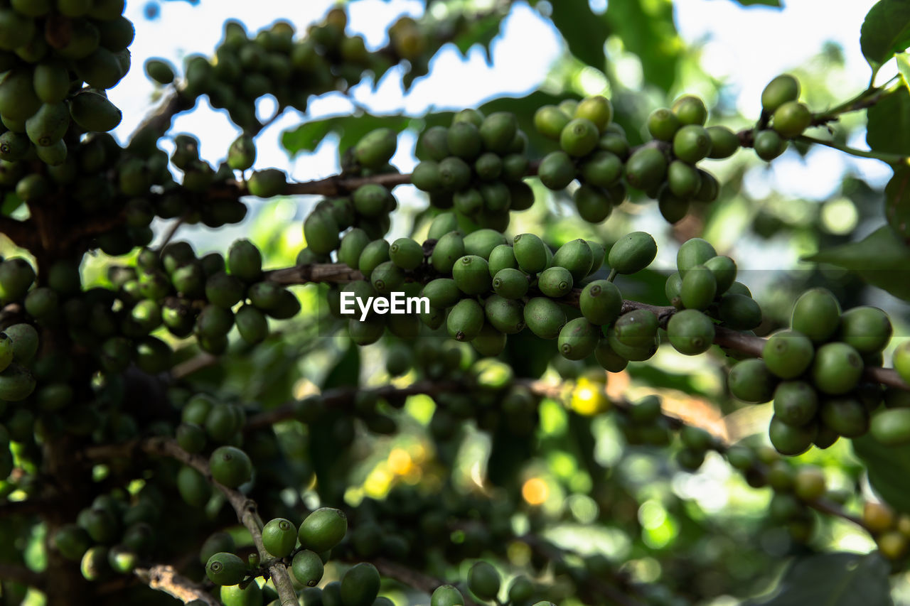 CLOSE-UP OF BERRIES GROWING ON PLANT