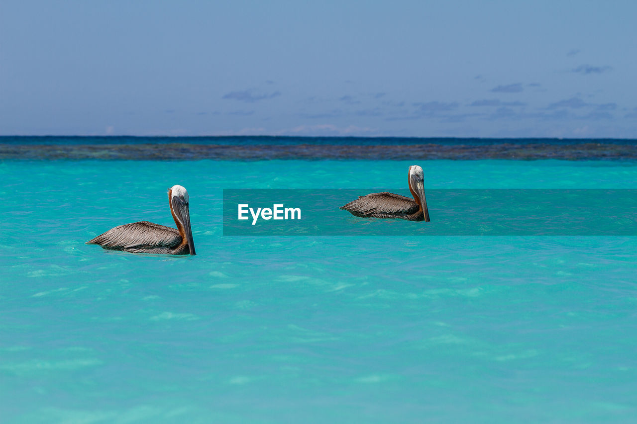 View of ducks swimming in sea