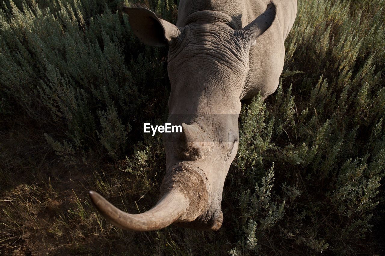 High angle view of rhinoceros head