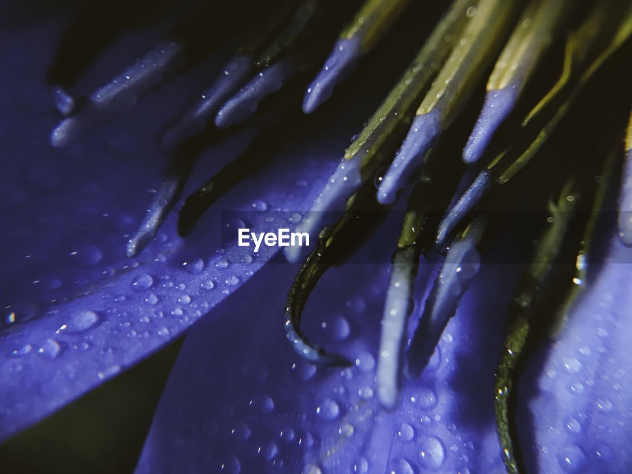 Close-up of water drops on purple flower