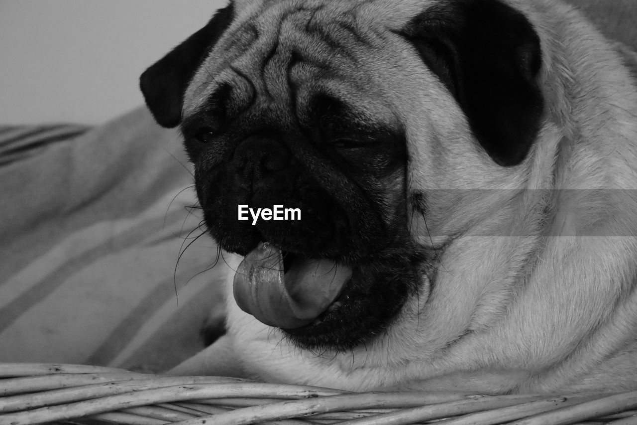 one animal, animal themes, animal, pet, dog, pug, mammal, canine, domestic animals, white, black, black and white, lap dog, animal body part, monochrome, close-up, animal head, no people, portrait, monochrome photography, indoors, carnivore, relaxation, facial expression, sticking out tongue, looking