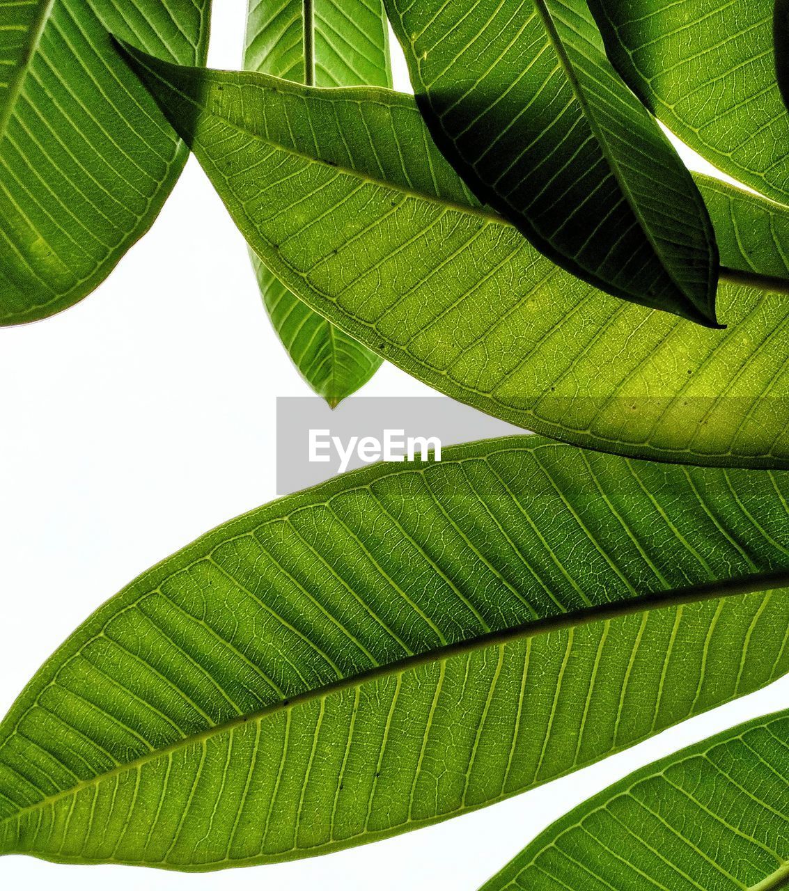 Close-up of green leaves. detailed. focus