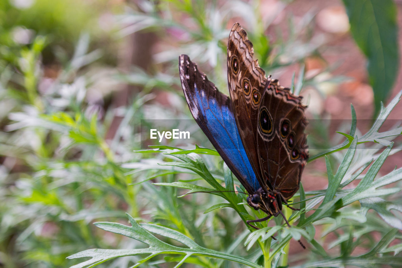 BUTTERFLY ON LEAF