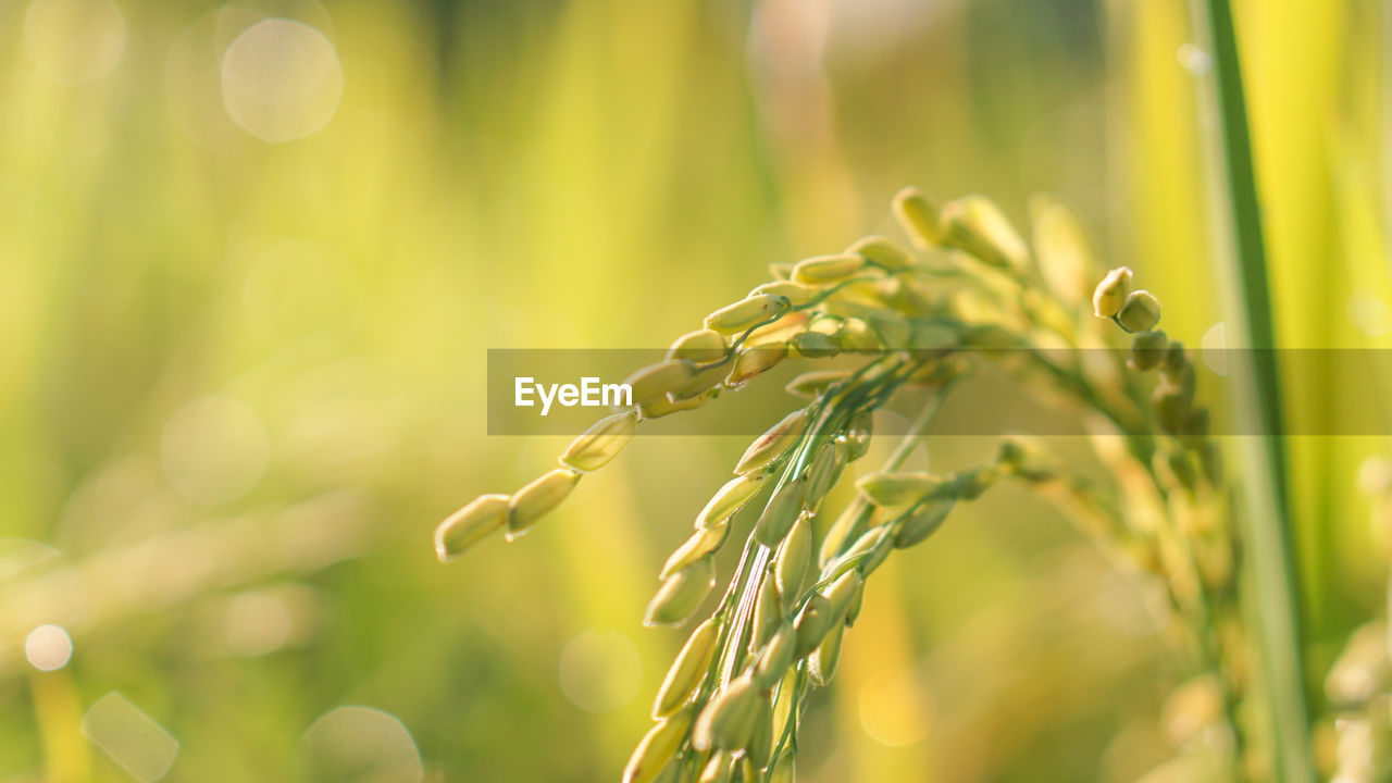 CLOSE-UP OF CROP GROWING ON FIELD