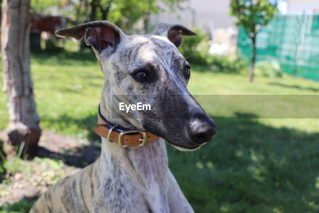 CLOSE-UP OF A DOG LOOKING AWAY ON FIELD