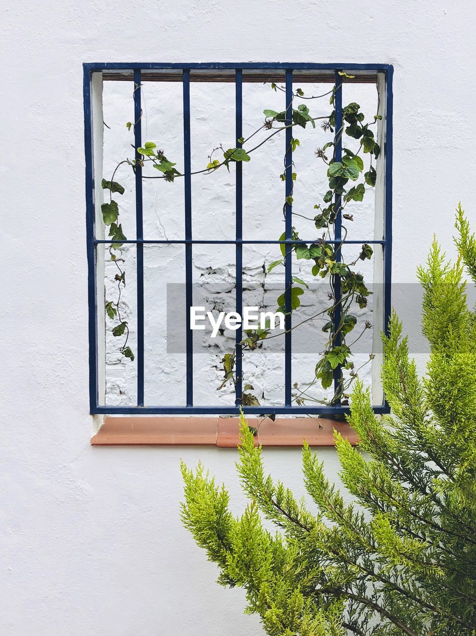 Plants against window of building