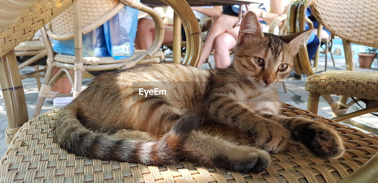 View of a cat relaxing on chair