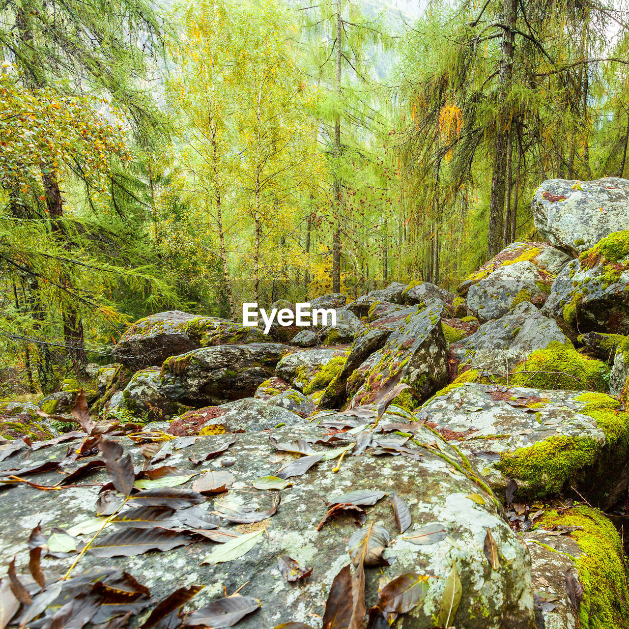 PLANTS GROWING ON ROCKS IN FOREST