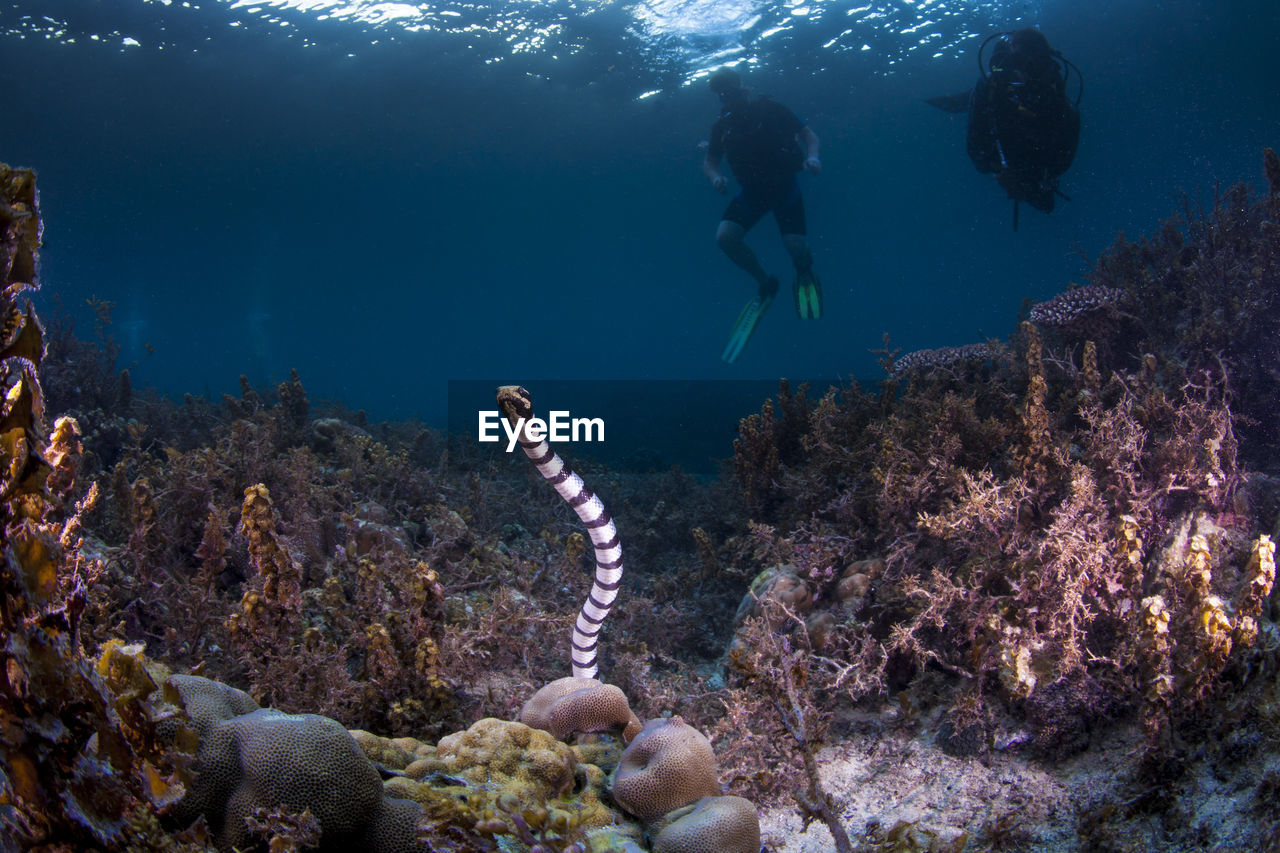 Scuba diver watching sea snake under water