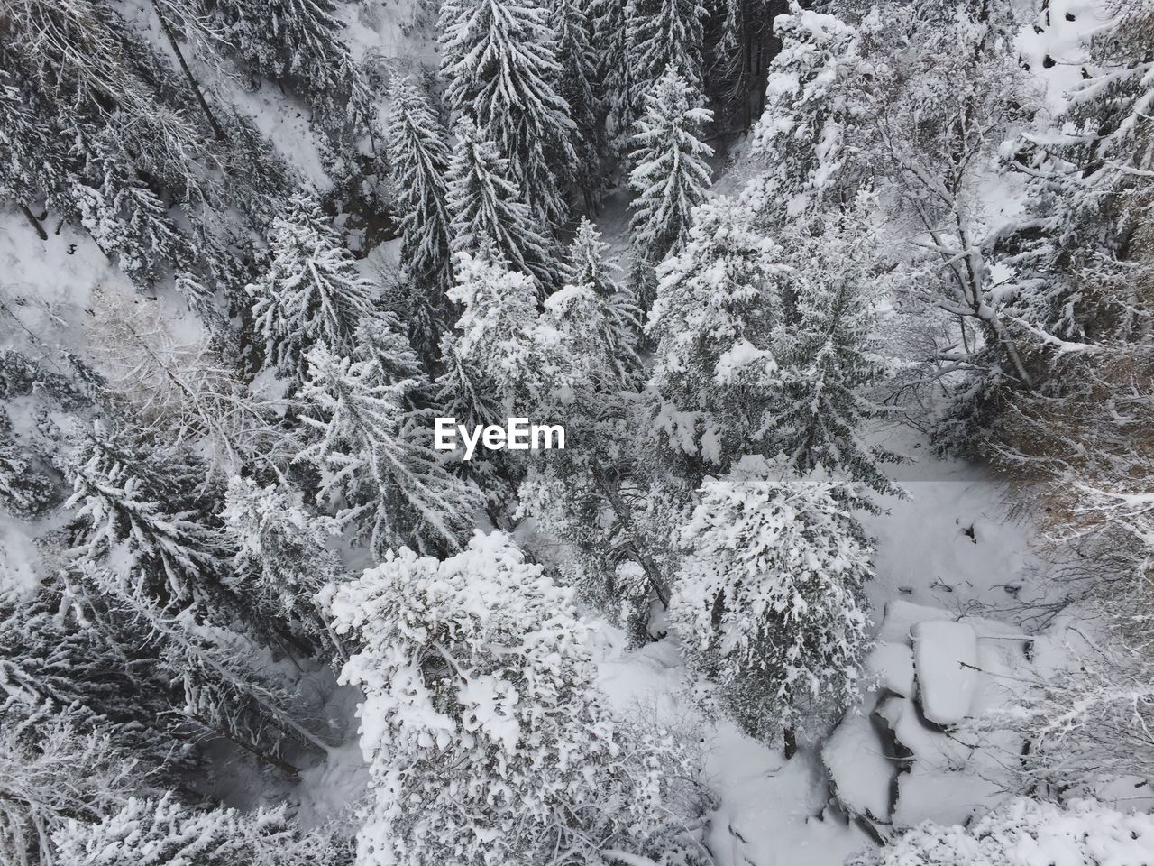 FROZEN TREES ON SNOW