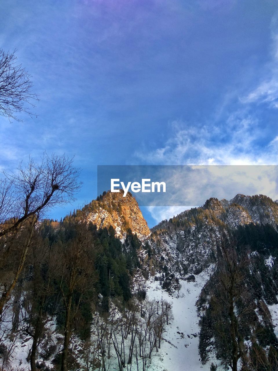 LOW ANGLE VIEW OF TREES AGAINST SKY