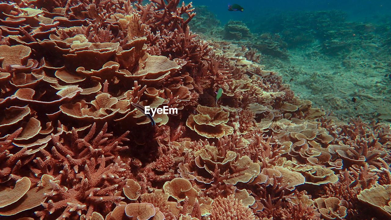 undersea, sea, water, underwater, sea life, coral, coral reef, wildlife, animal wildlife, animal, marine, animal themes, natural environment, reef, nature, fish, marine biology, beauty in nature, coral reef fish, no people, stony coral, ecosystem, aquarium, sports, group of animals, outdoors, water sports, large group of animals