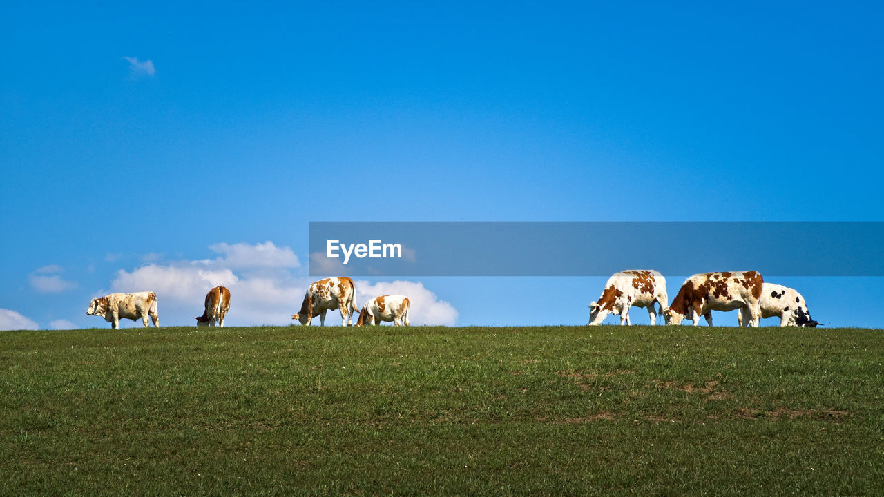 Cattle against the sky on a field