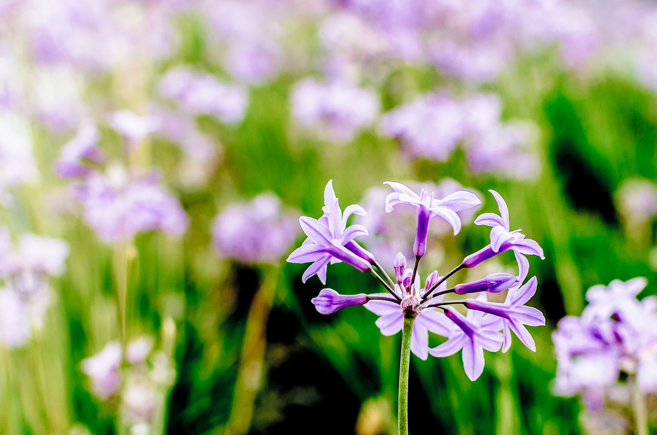 CLOSE-UP OF FRESH PINK FLOWERS BLOOMING IN GARDEN