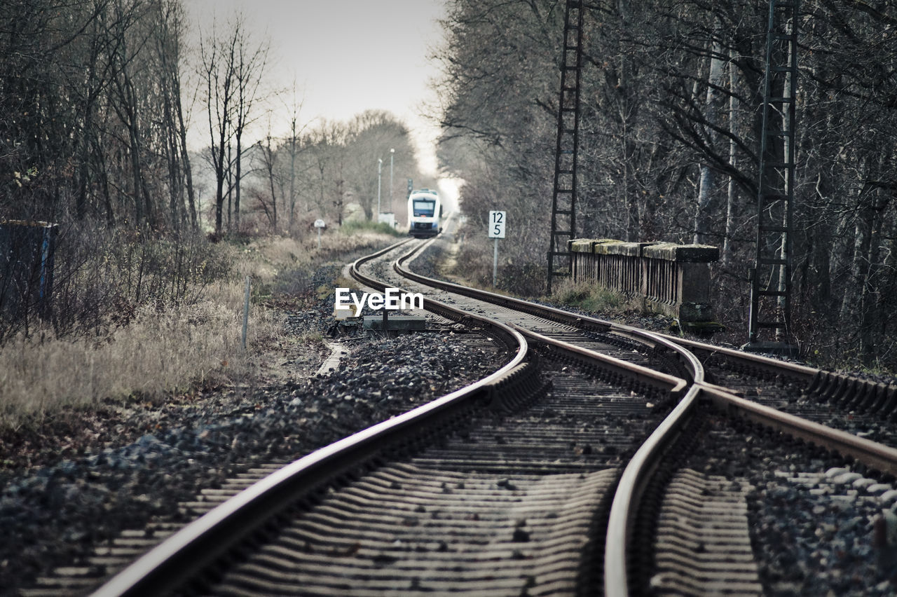 Railroad tracks amidst trees