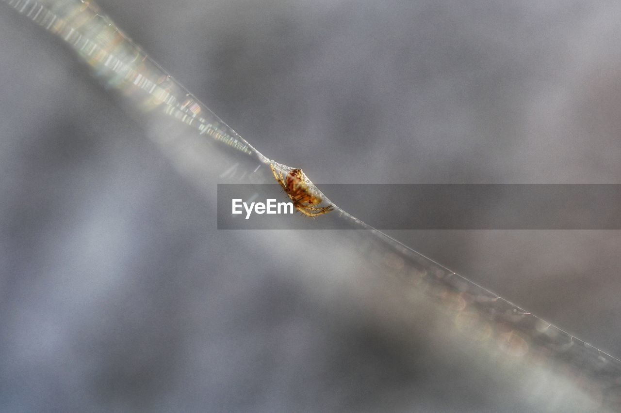 Close-up of tiny spider on web
