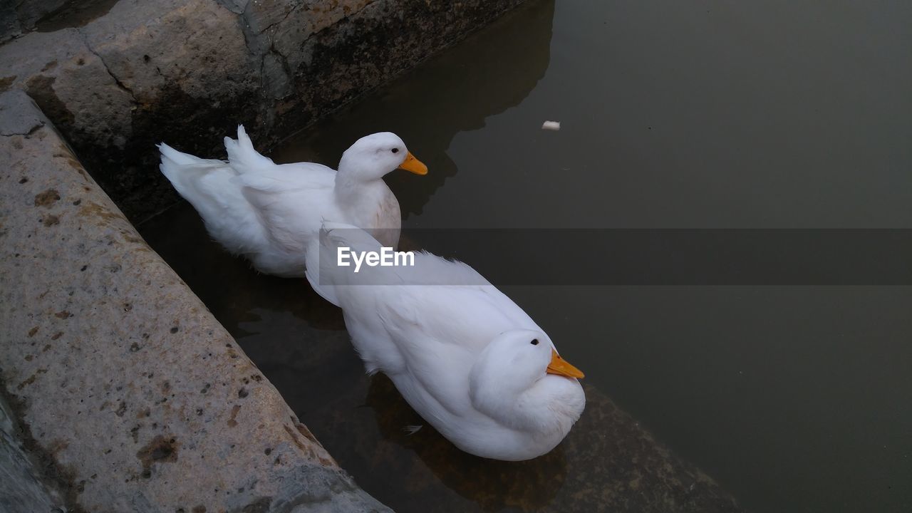 HIGH ANGLE VIEW OF TWO BIRDS IN LAKE