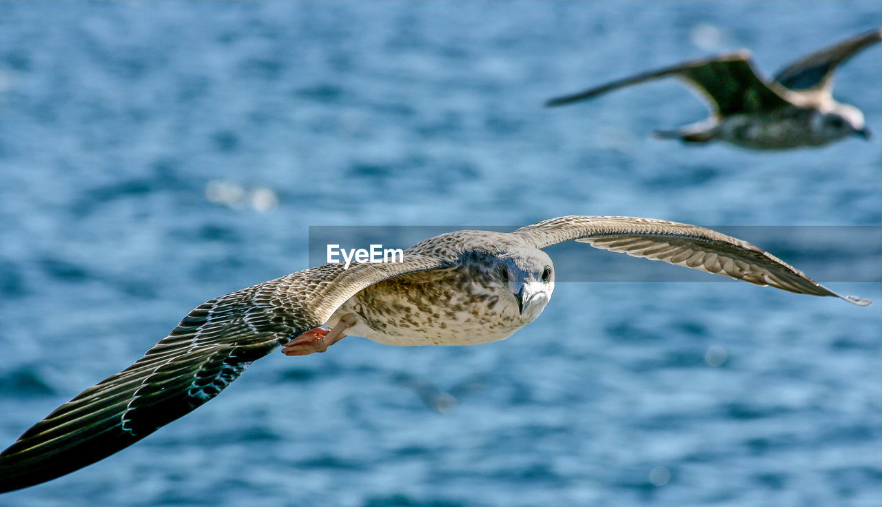 CLOSE-UP OF OWL FLYING OVER SEA
