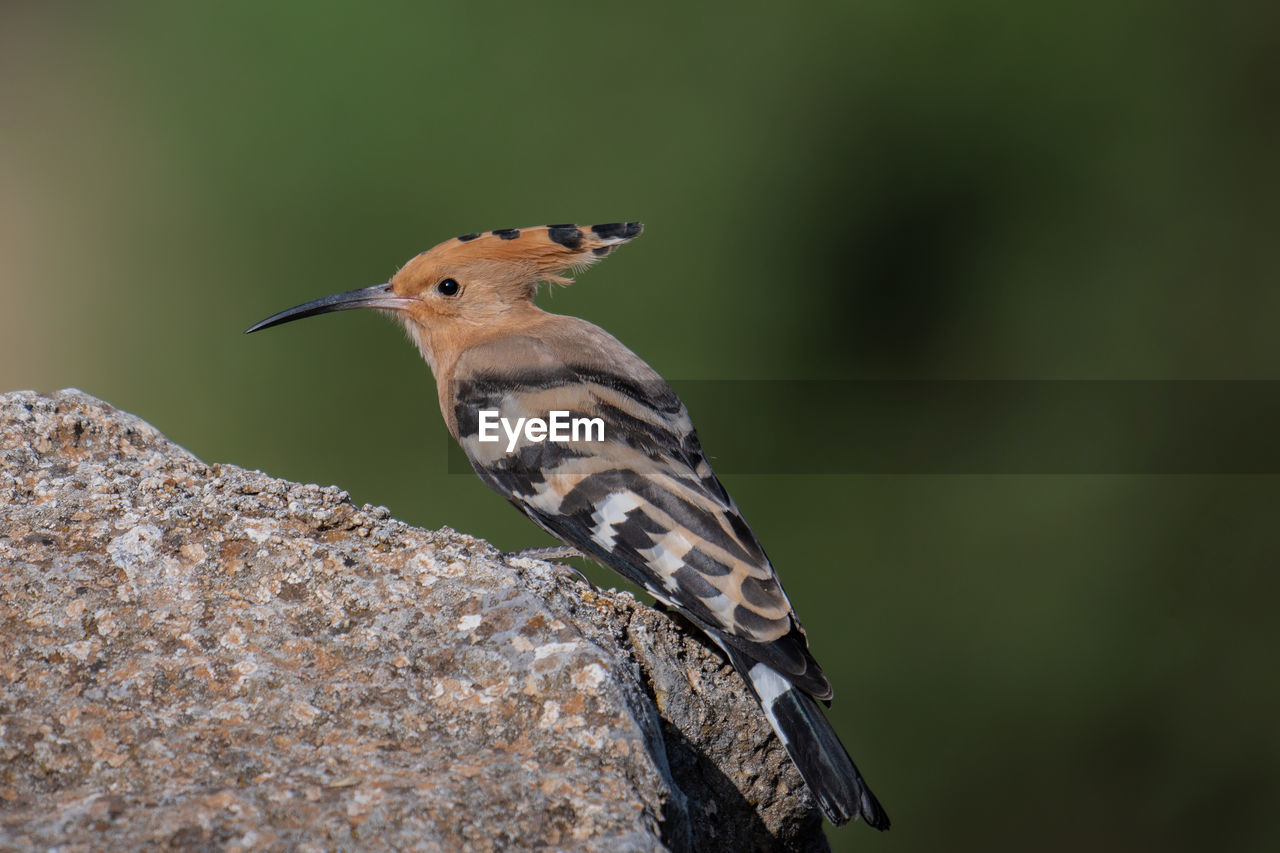 CLOSE-UP OF BIRD PERCHING ON A PLANT