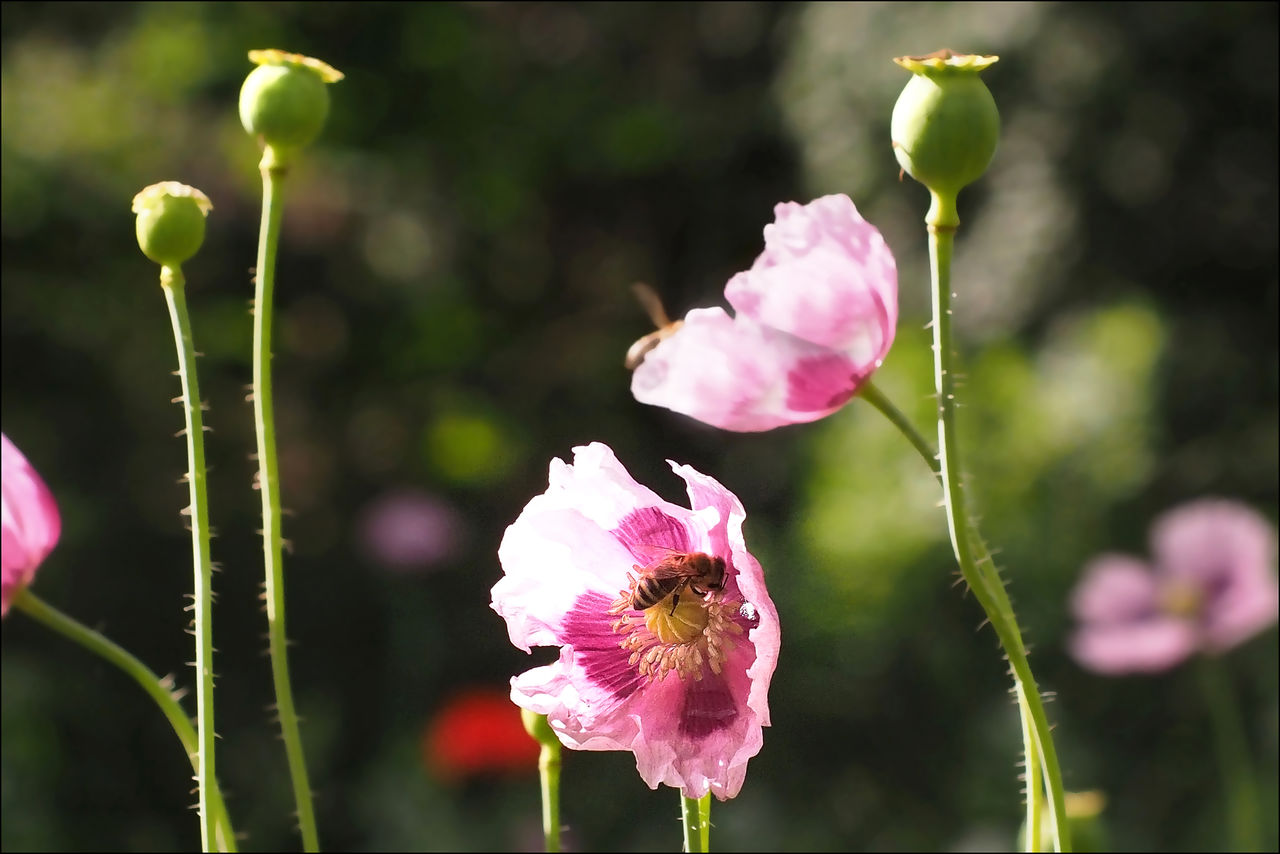 CLOSE-UP OF PINK FLOWER BUDS