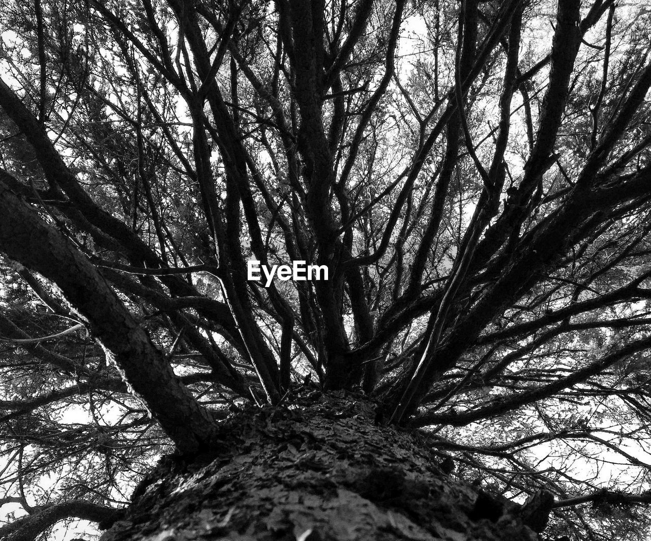 LOW ANGLE VIEW OF TREE AGAINST THE SKY