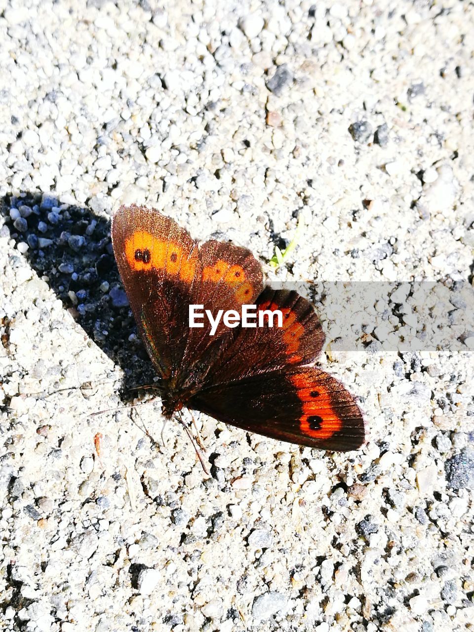 CLOSE-UP OF BUTTERFLY ON GROUND