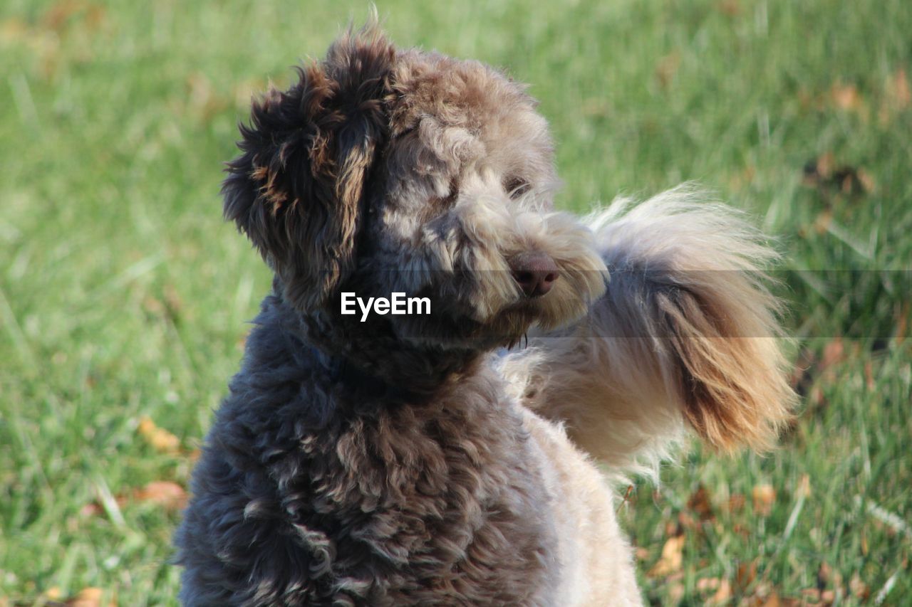 CLOSE-UP OF DOG SITTING ON GRASSY FIELD