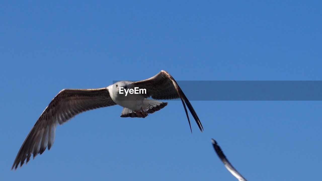 LOW ANGLE VIEW OF EAGLE FLYING IN SKY