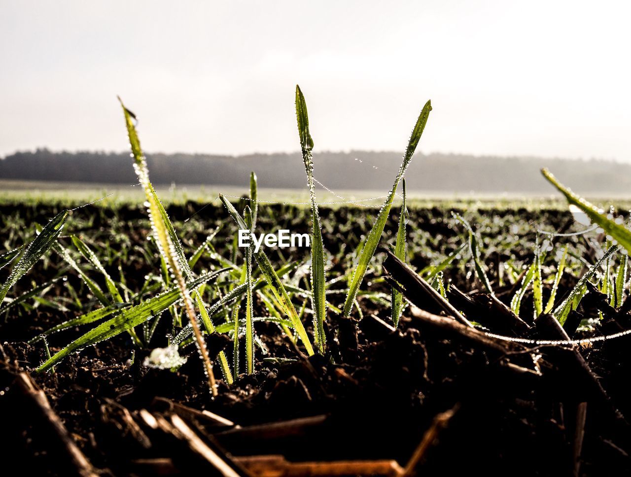 CLOSE-UP OF WHEAT GROWING ON FIELD