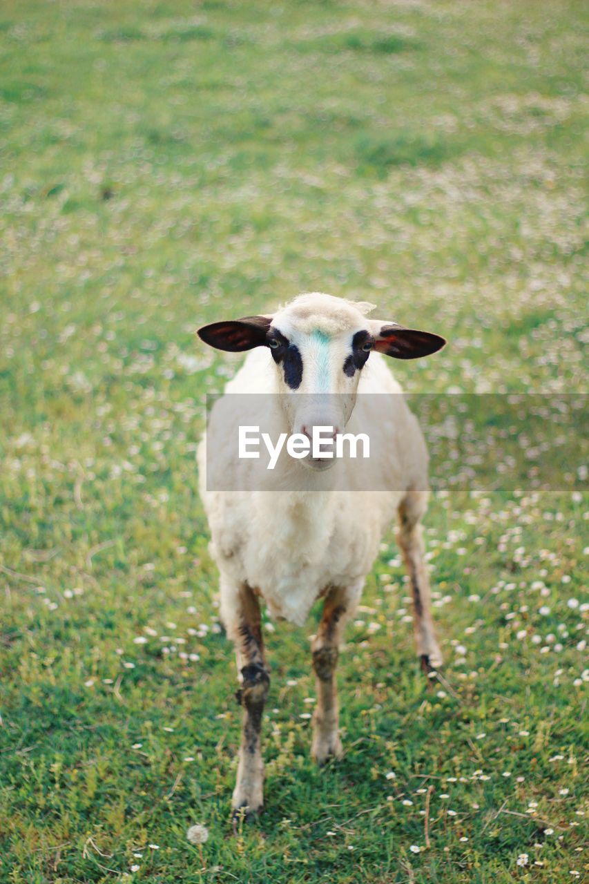 Portrait of sheep standing on field