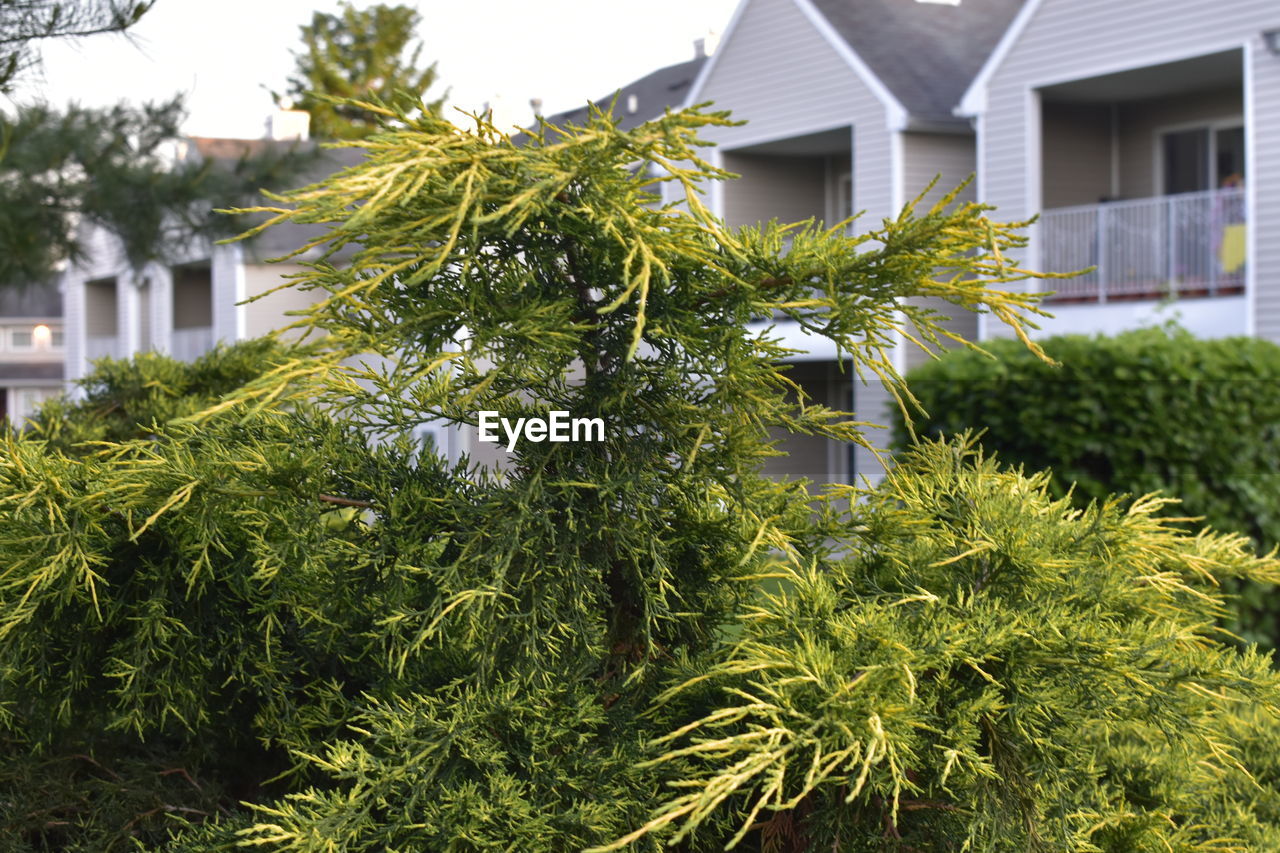 CLOSE-UP OF PLANTS GROWING OUTSIDE HOUSE