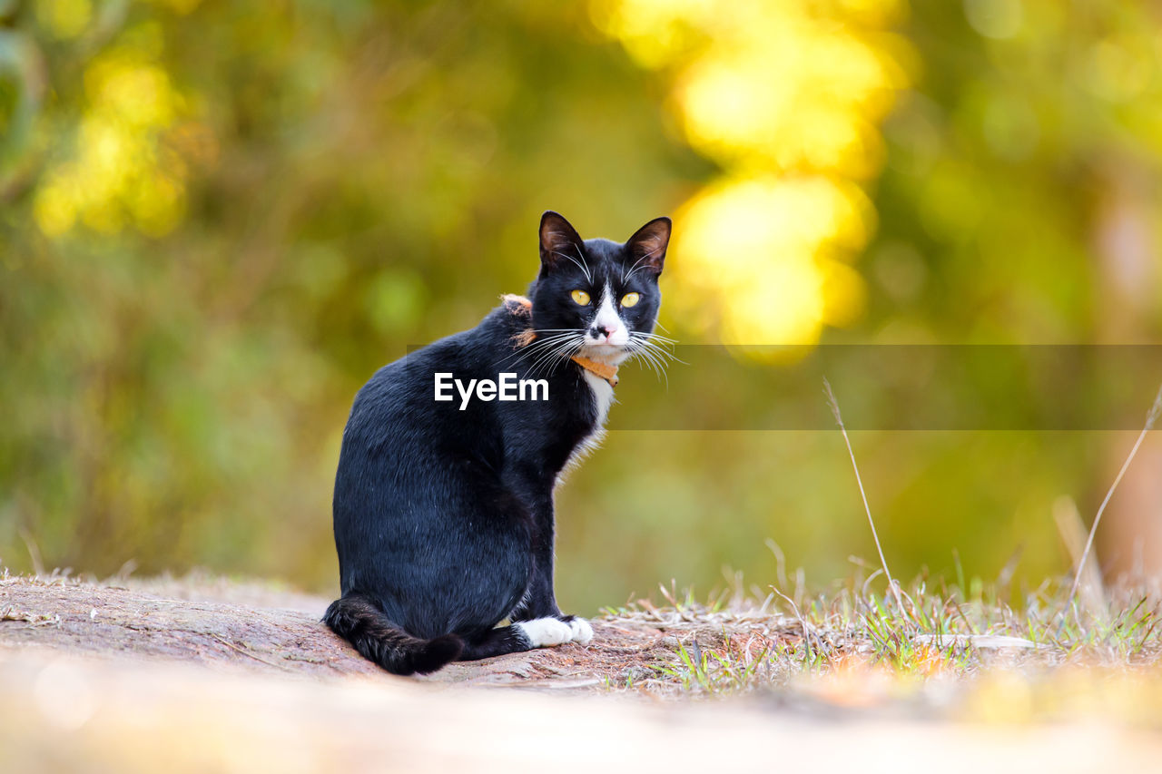 Black cat sitting on a field